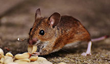 24 Hour & Emergency Exterminators in Cardiff, AL